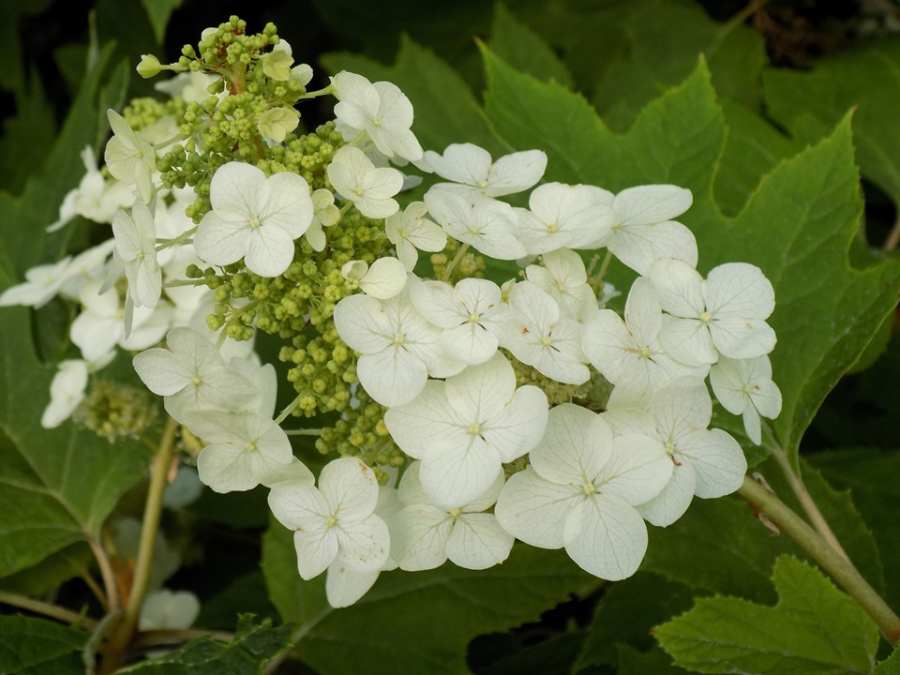 Non GMO White Quercifolia seeds