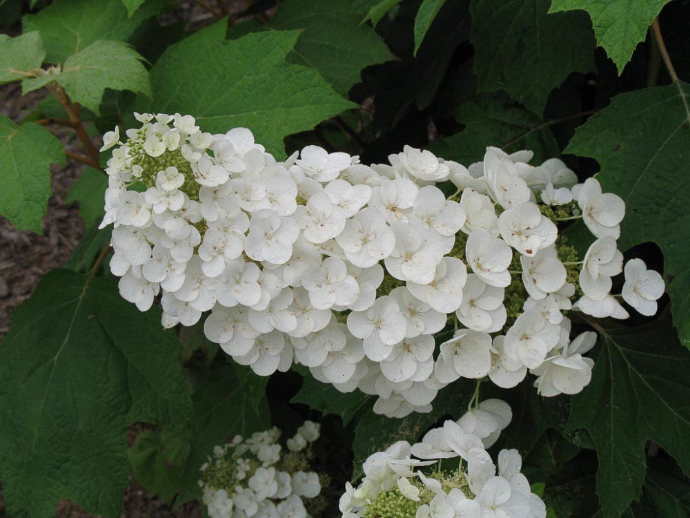 Ornamental White Quercifolia flowering plant