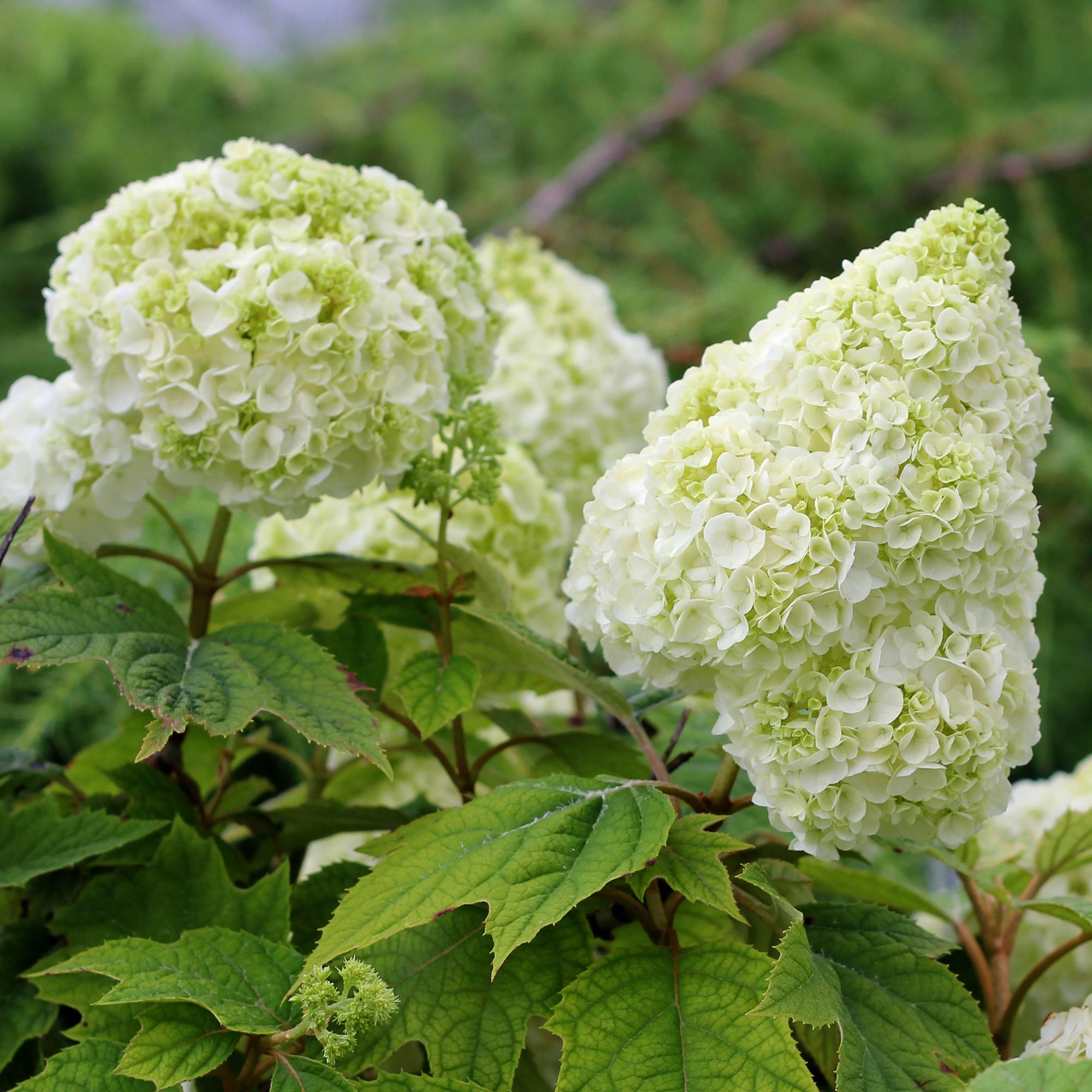 White Quercifolia in shaded garden