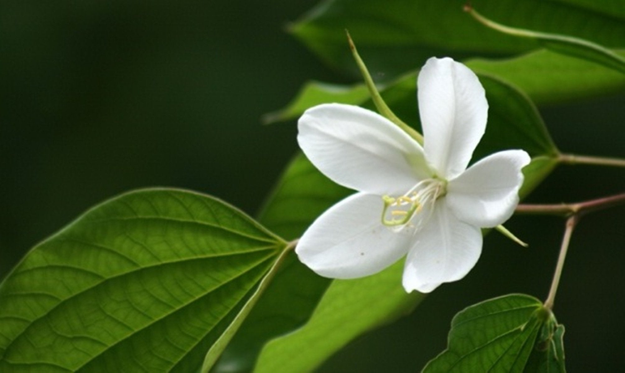 Elegant White Racemosa flower blooms