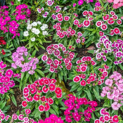 White and Red Dianthus in cottage garden