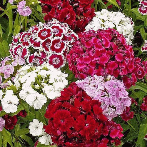 High germination White and Red Dianthus seeds