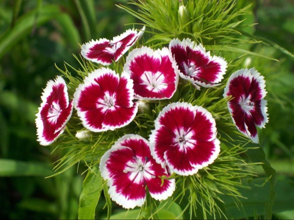 Non GMO White and Red Dianthus seeds