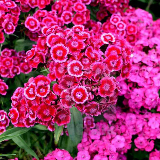 Ornamental White and Red Dianthus flowering plant