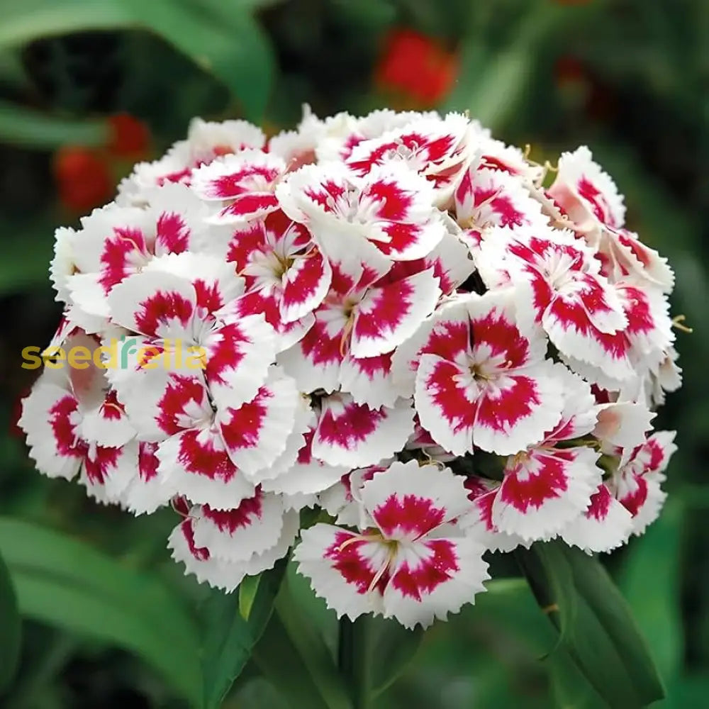 White and Red Dianthus flower seeds for planting