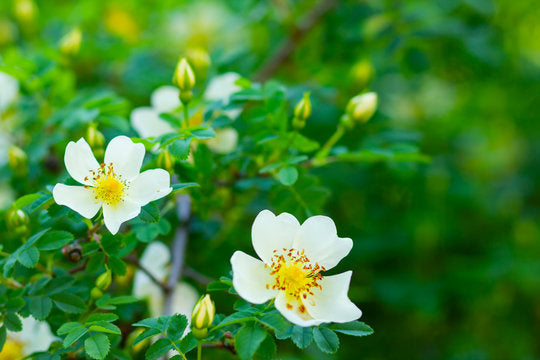 White Rosa Canina flowers blooming in garden