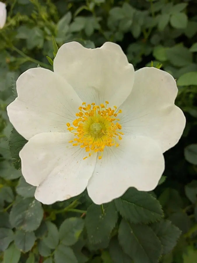 Ornamental White Rosa Canina flowering shrub