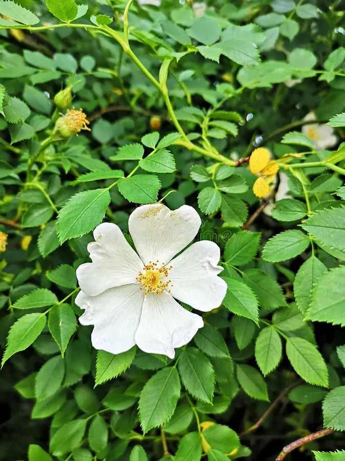 White Rosa Canina flower seeds for planting