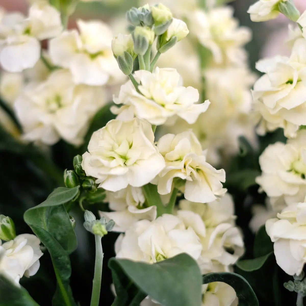 Fragrant White Scented Stock blooms