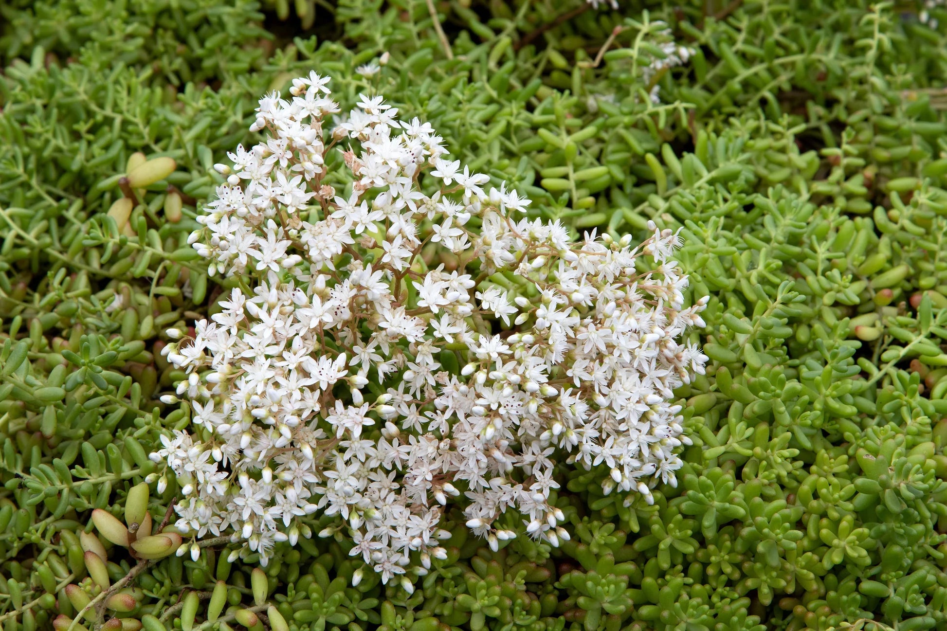 White Sedum Acre ground cover in garden