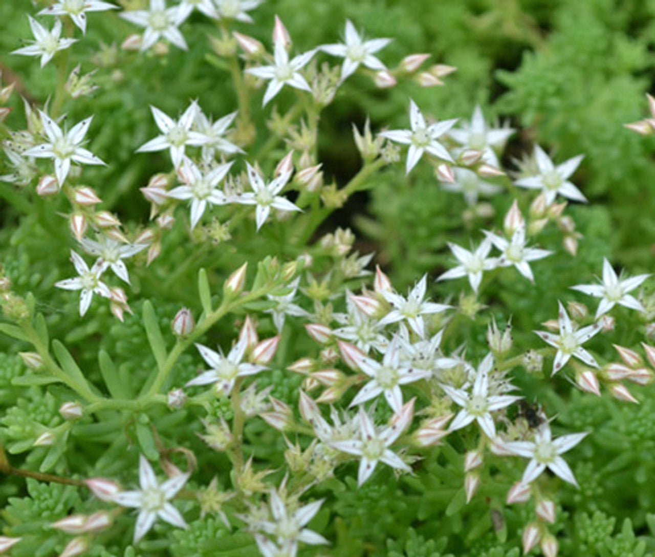 Ornamental White Sedum Acre succulent ground cover