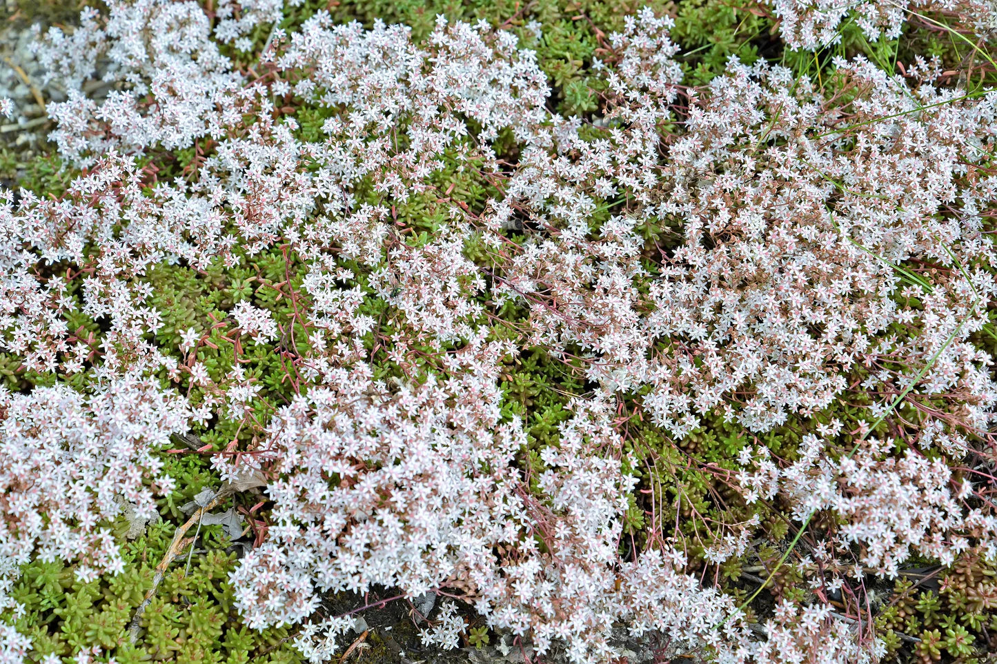 White Sedum Acre plant seeds for planting