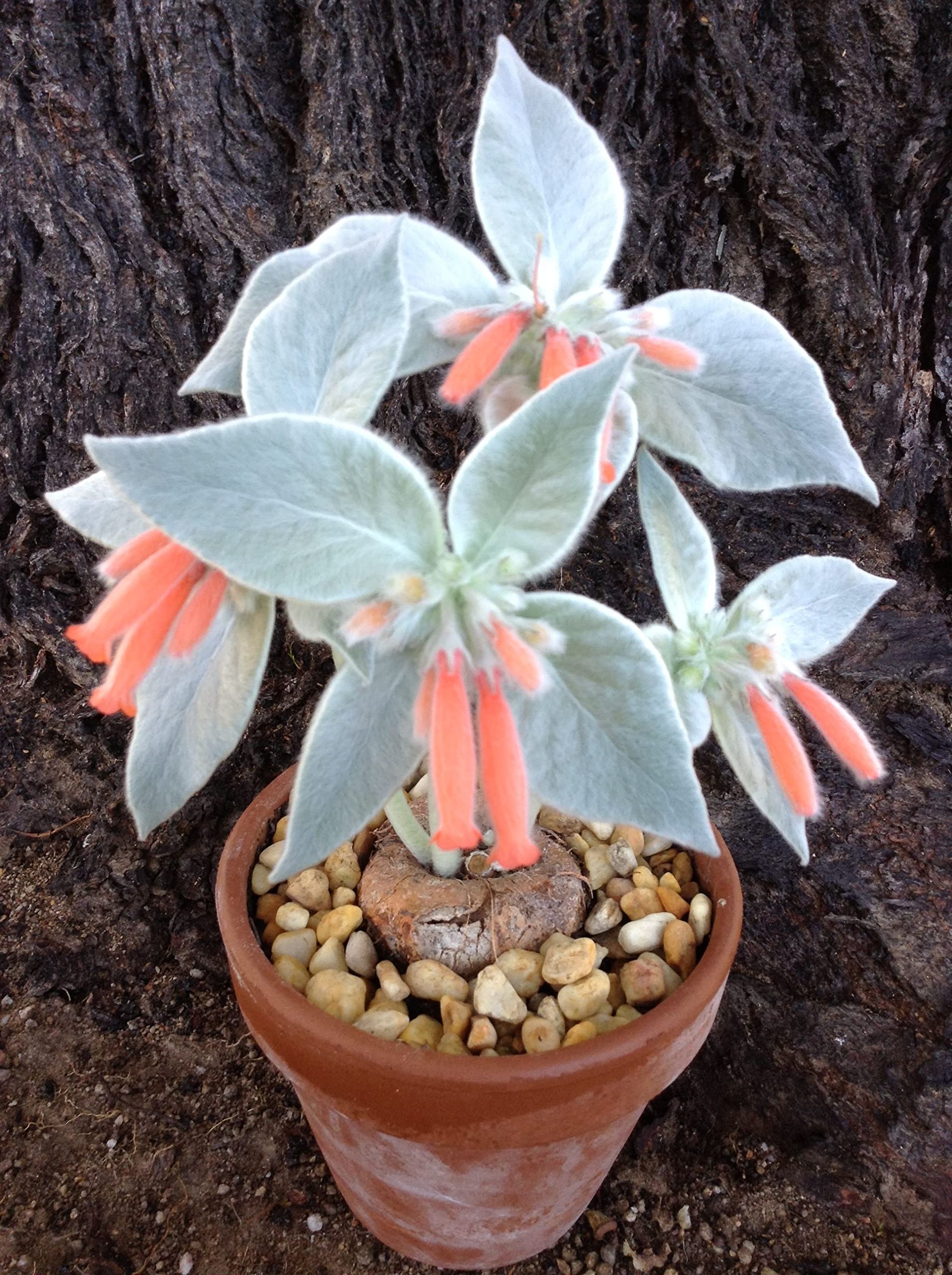 White Sinningia Leucotricha indoor potted plant
