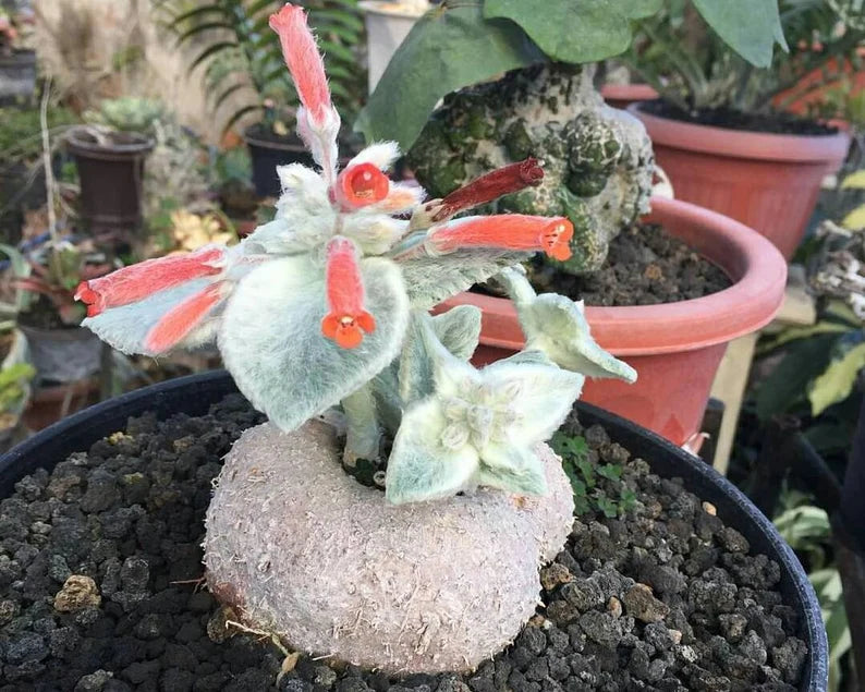 Non GMO White Sinningia Leucotricha seeds