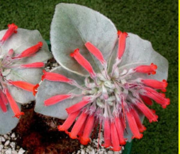 Ornamental White Sinningia Leucotricha plant