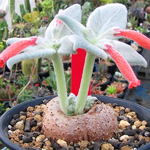 White Sinningia Leucotricha plant seeds for planting