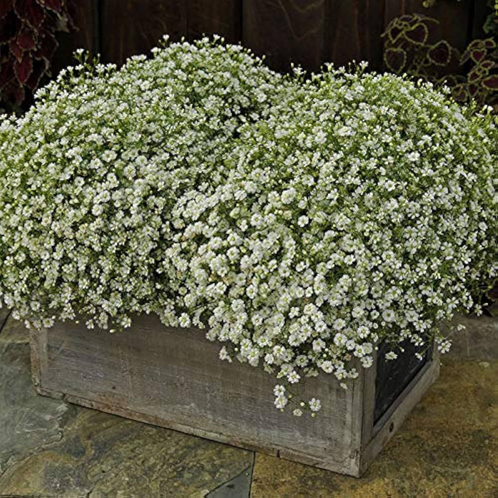 White Snow Flower flowers blooming in garden