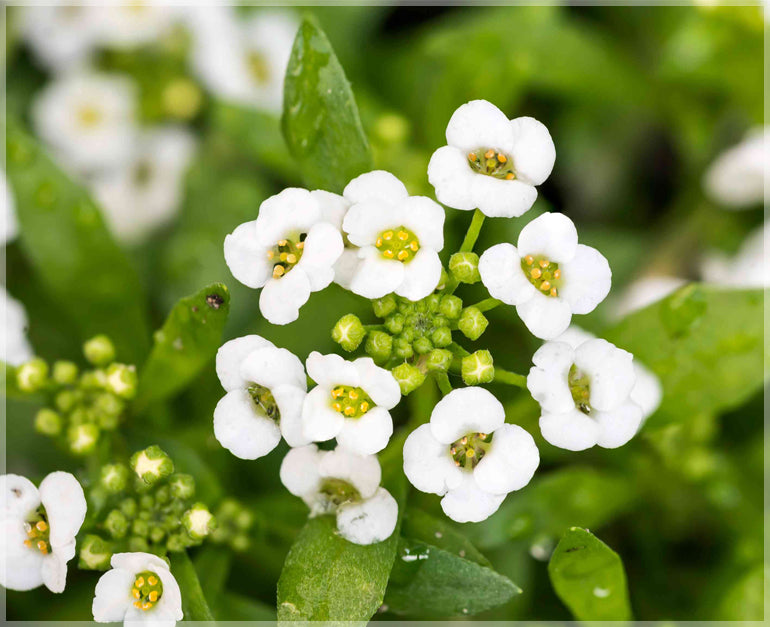 Non GMO White Snow Flower seeds