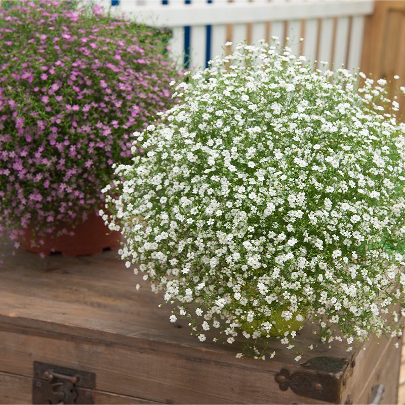 White Snow Flower seeds for planting