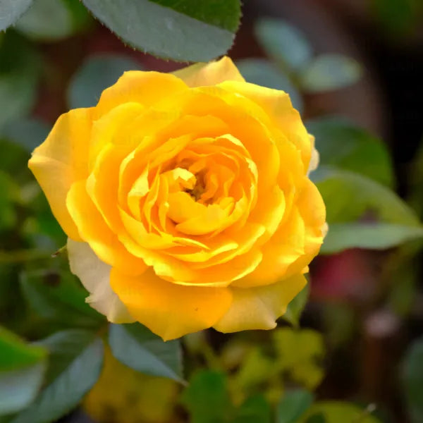 Non GMO White Snowbells seeds