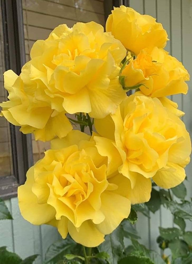 Ornamental White Snowbells flowering plant