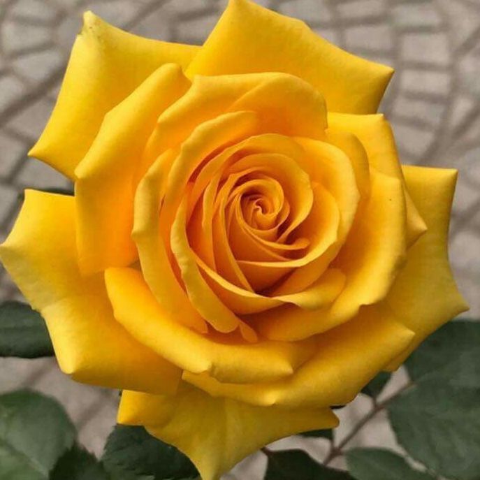 White Snowbells growing in woodland garden