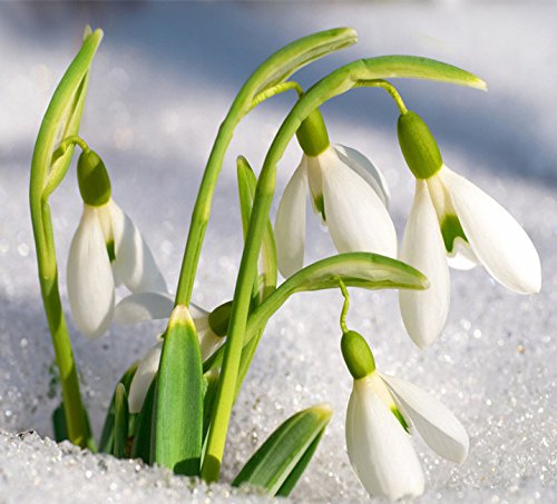 Non GMO White Snowdrop seeds
