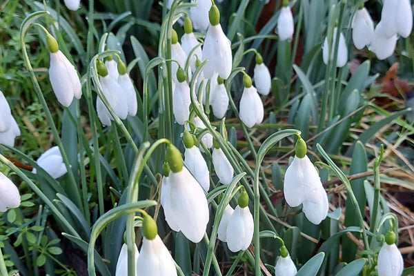 Ornamental White Snowdrop early spring flower