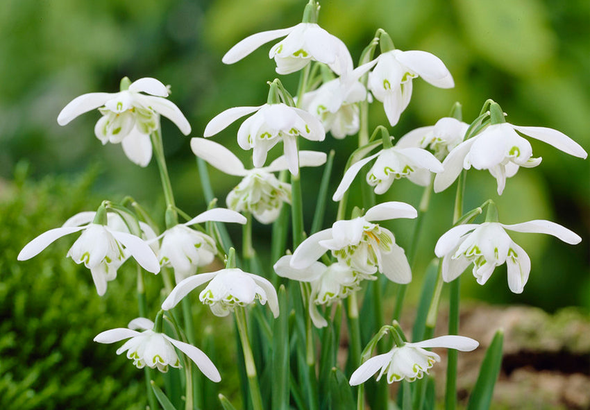 White Snowdrop flower seeds for planting