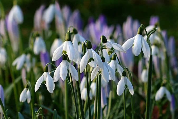 White Snowdrop growing in woodland garden