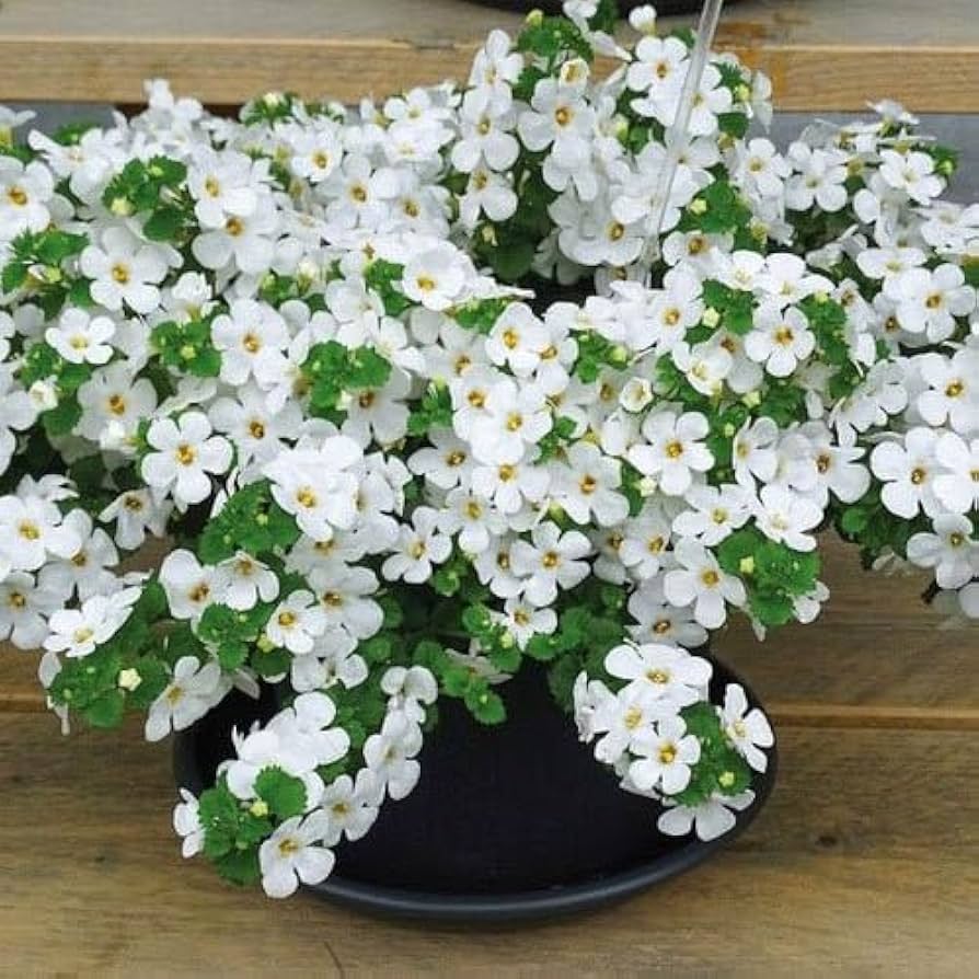 White Snowtopia flower planting seeds