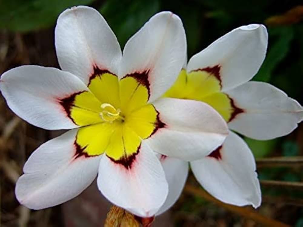 Non-GMO Sparaxis Tricolor seeds