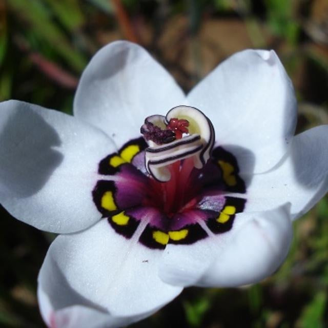 Ornamental Sparaxis Tricolor plant with white blooms