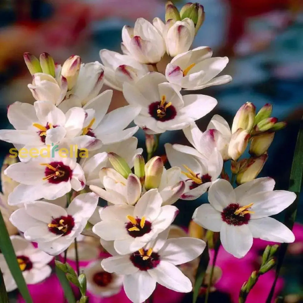 White Sparaxis Tricolor flower seeds for planting