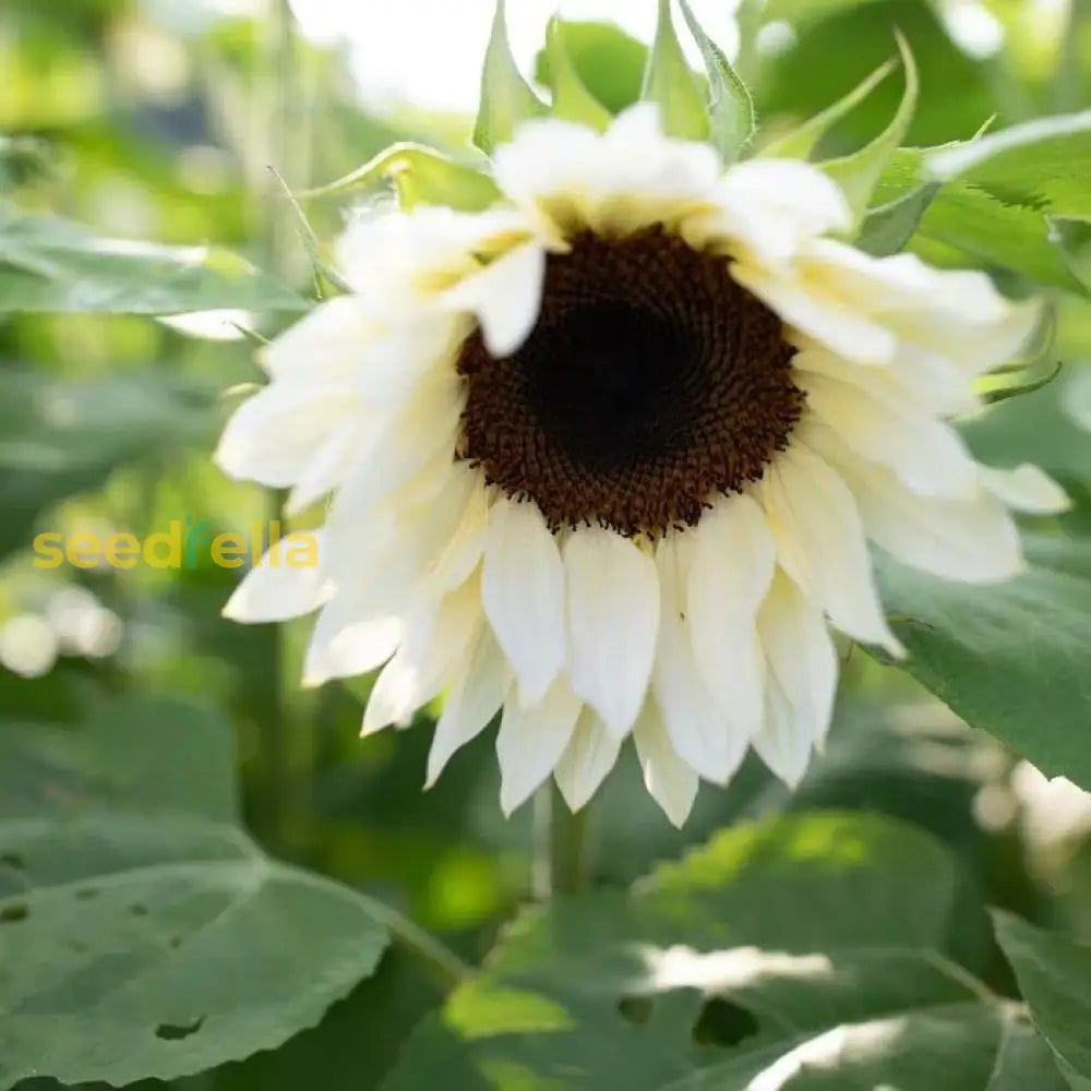 Non-GMO white sunflower seeds