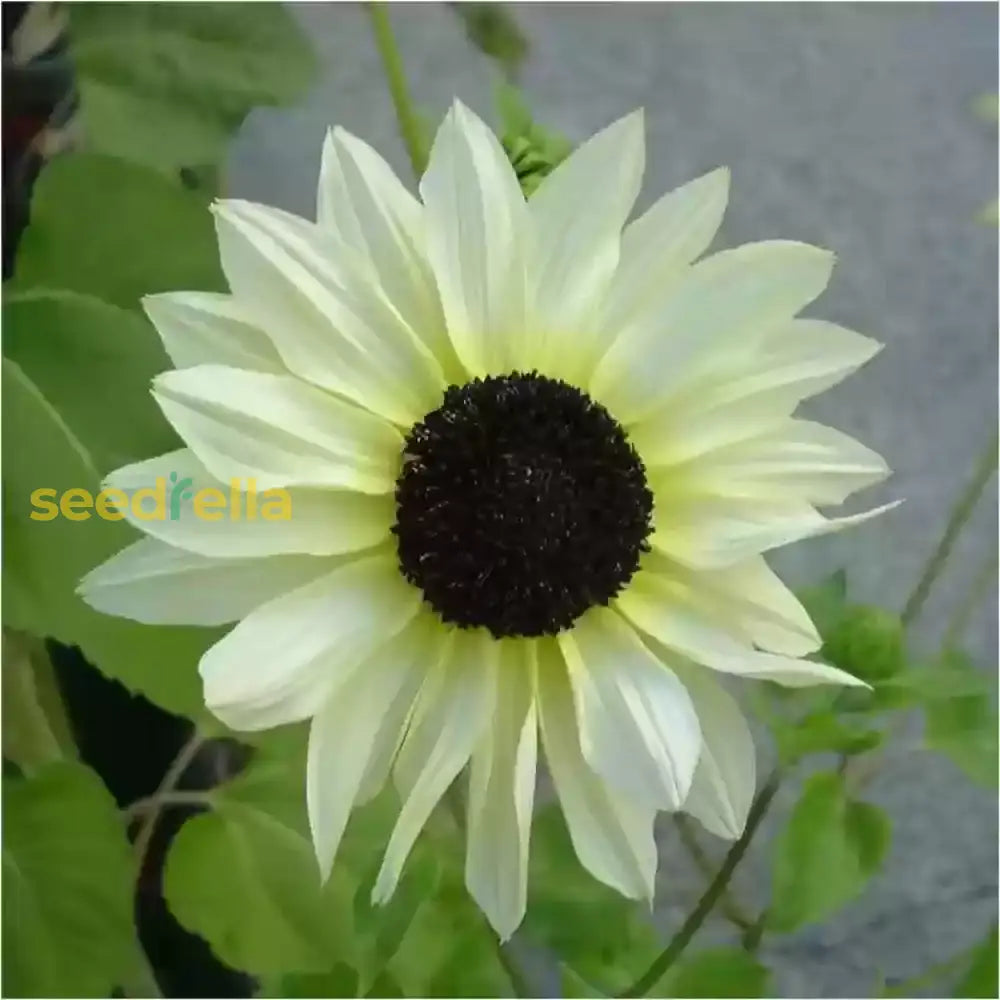 Ornamental white sunflower flowering plant