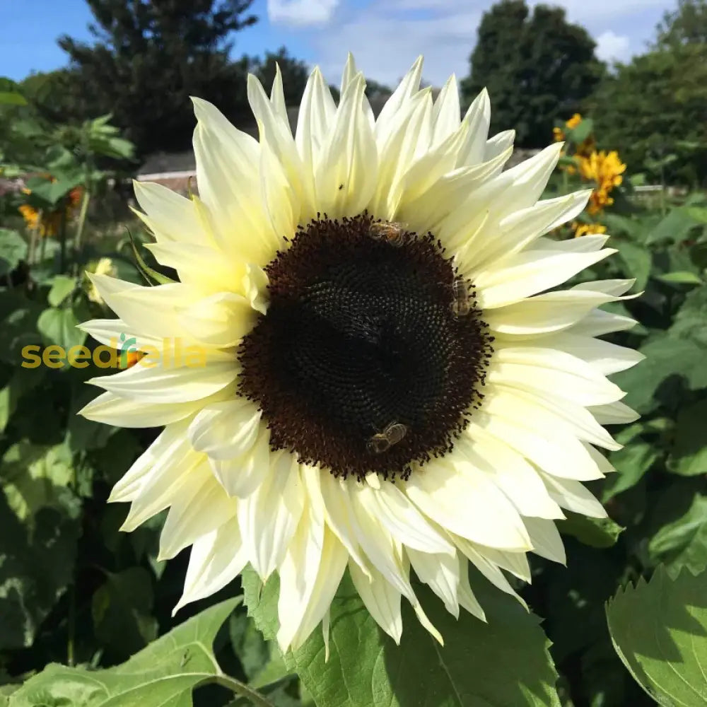 White sunflower seeds for planting