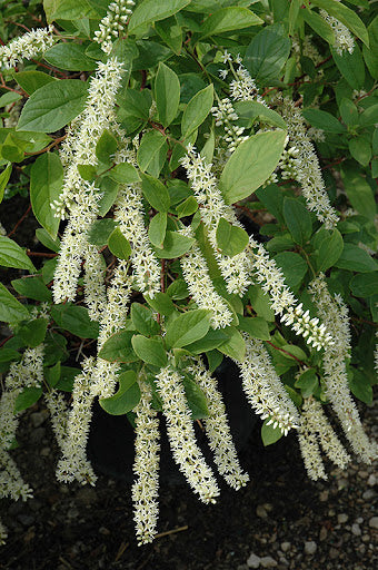 Ornamental White Sweetspire flowering shrub