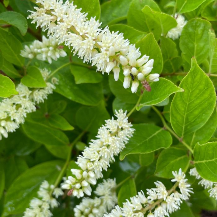 White Sweetspire flower seeds for planting