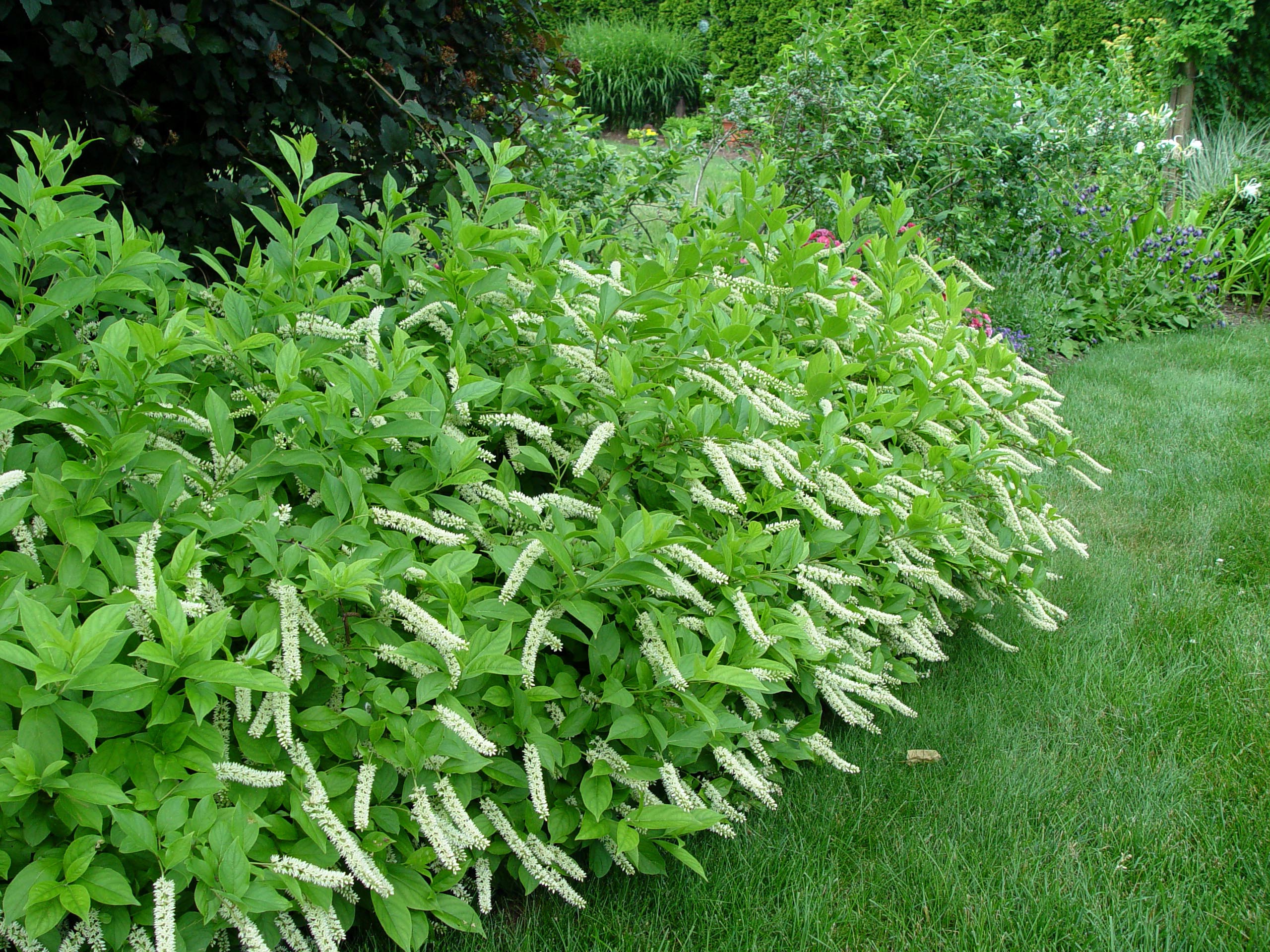 White Sweetspire in shaded woodland garden