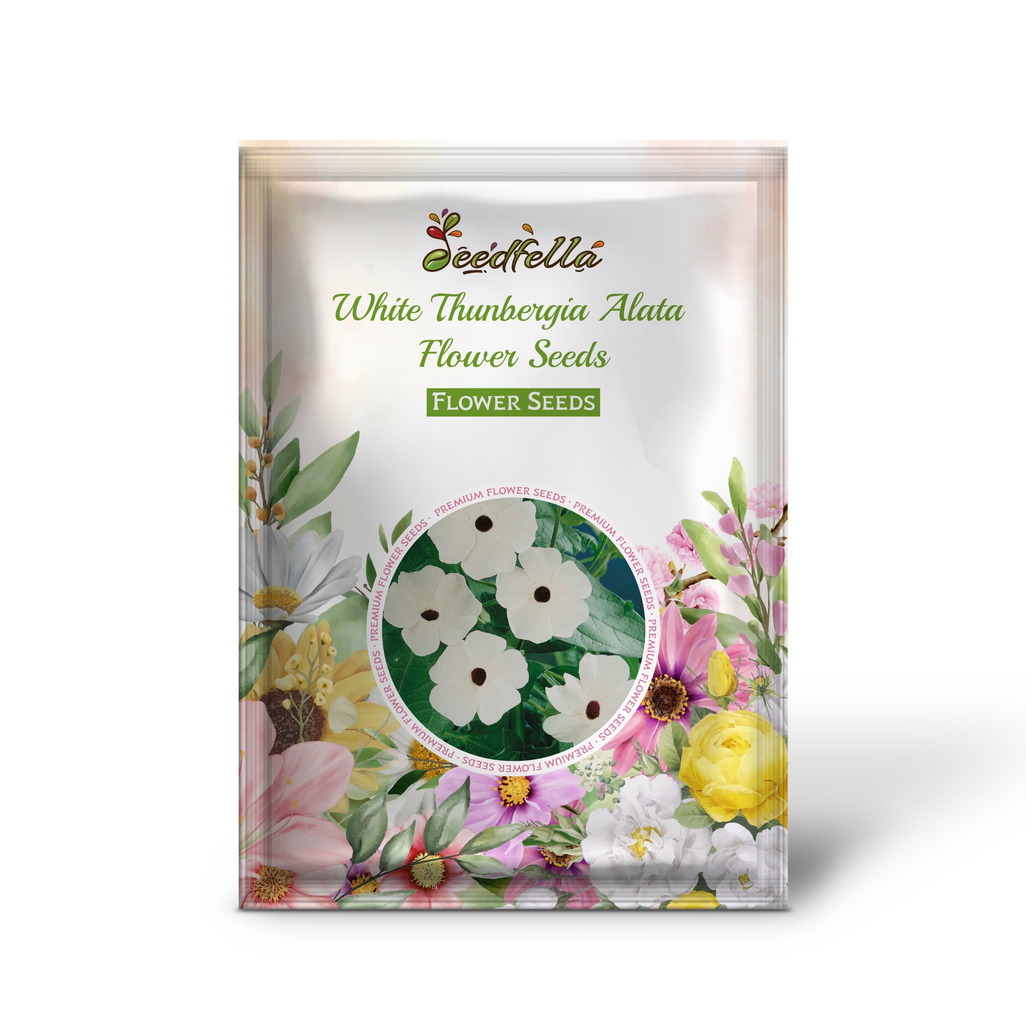 White Thunbergia Alata flowers blooming on vine