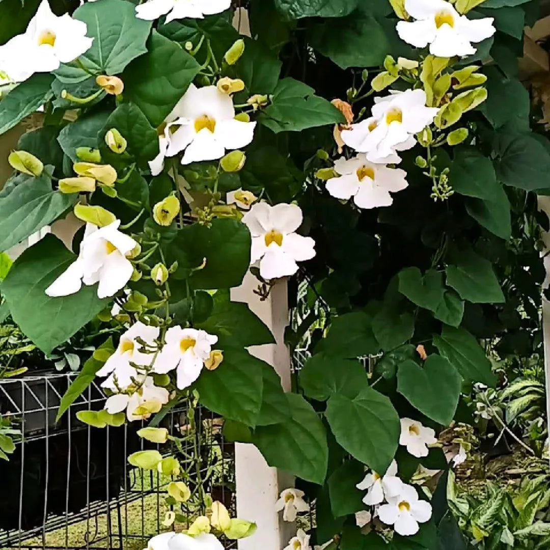 White Thunbergia Alata climbing plant on trellis