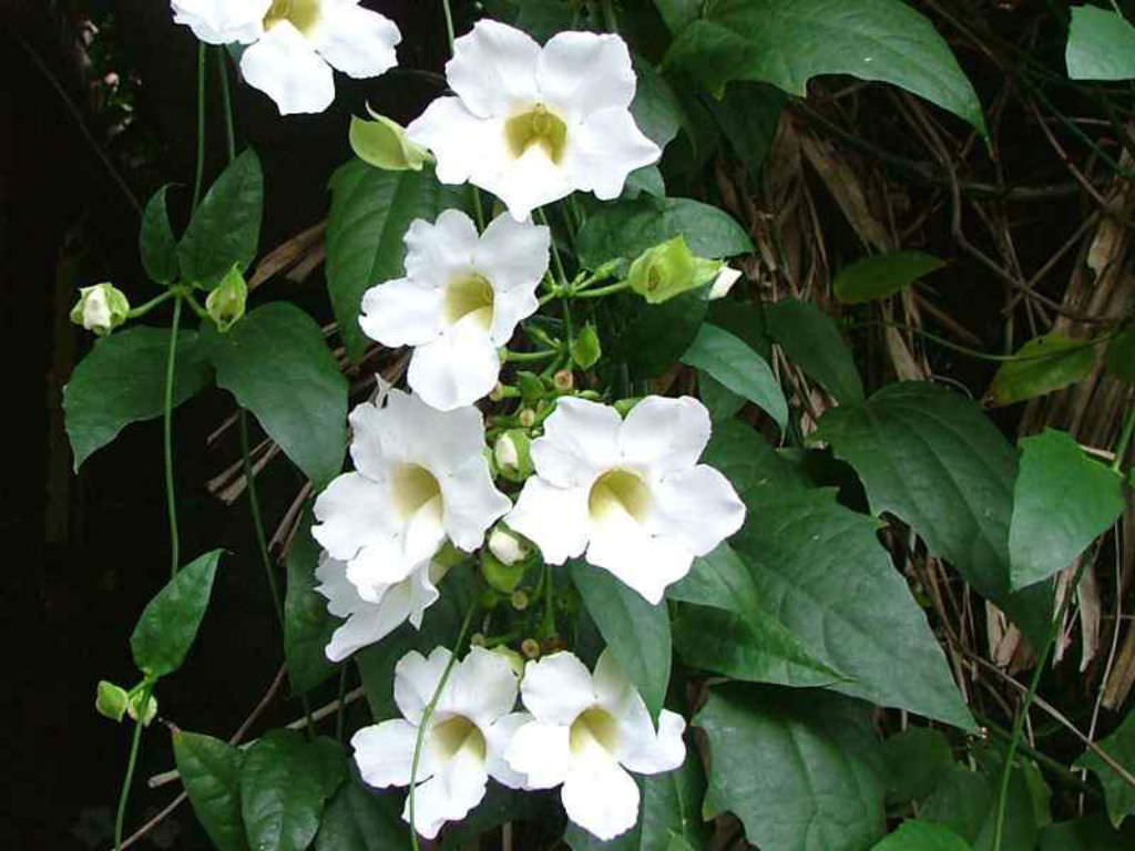 White Thunbergia Alata vine in hanging basket