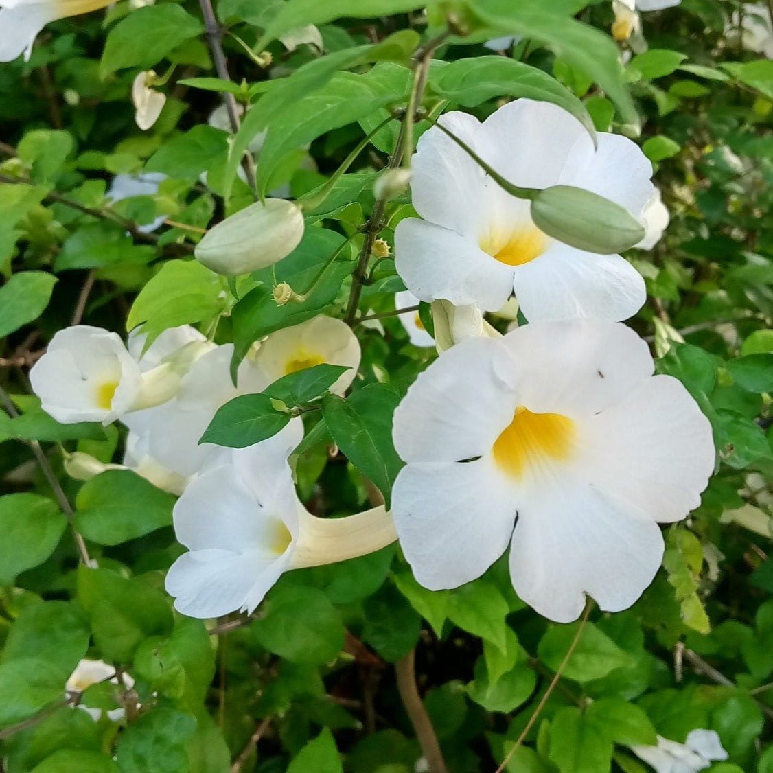 High germination White Thunbergia seeds