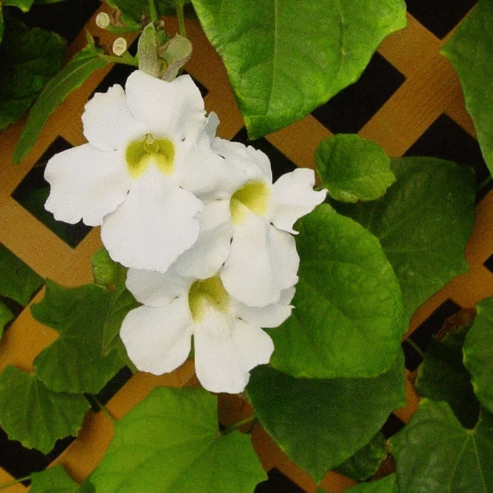 Non-GMO White Thunbergia Alata seeds