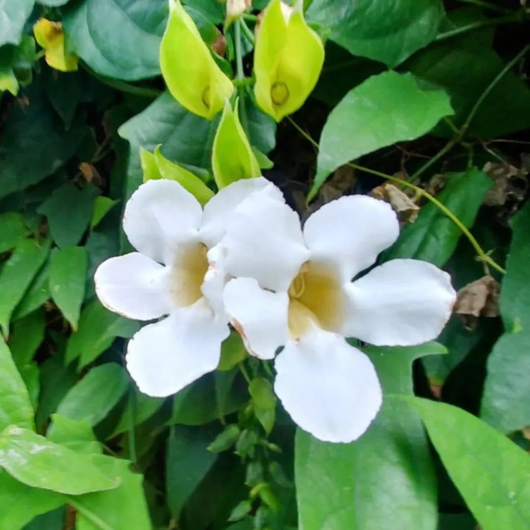 White Thunbergia Alata flower seeds for planting
