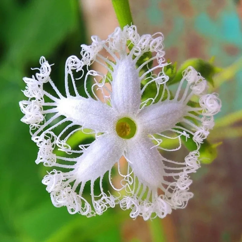 White Trichosanthes Cucumerina snake gourds on vine