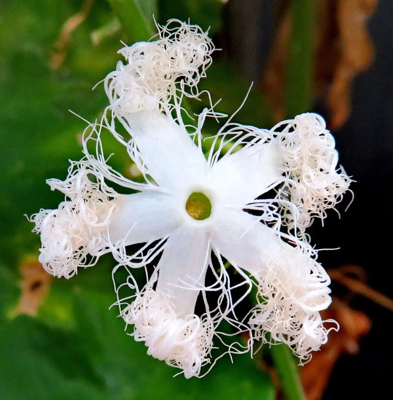 White Trichosanthes Cucumerina plant seeds for planting