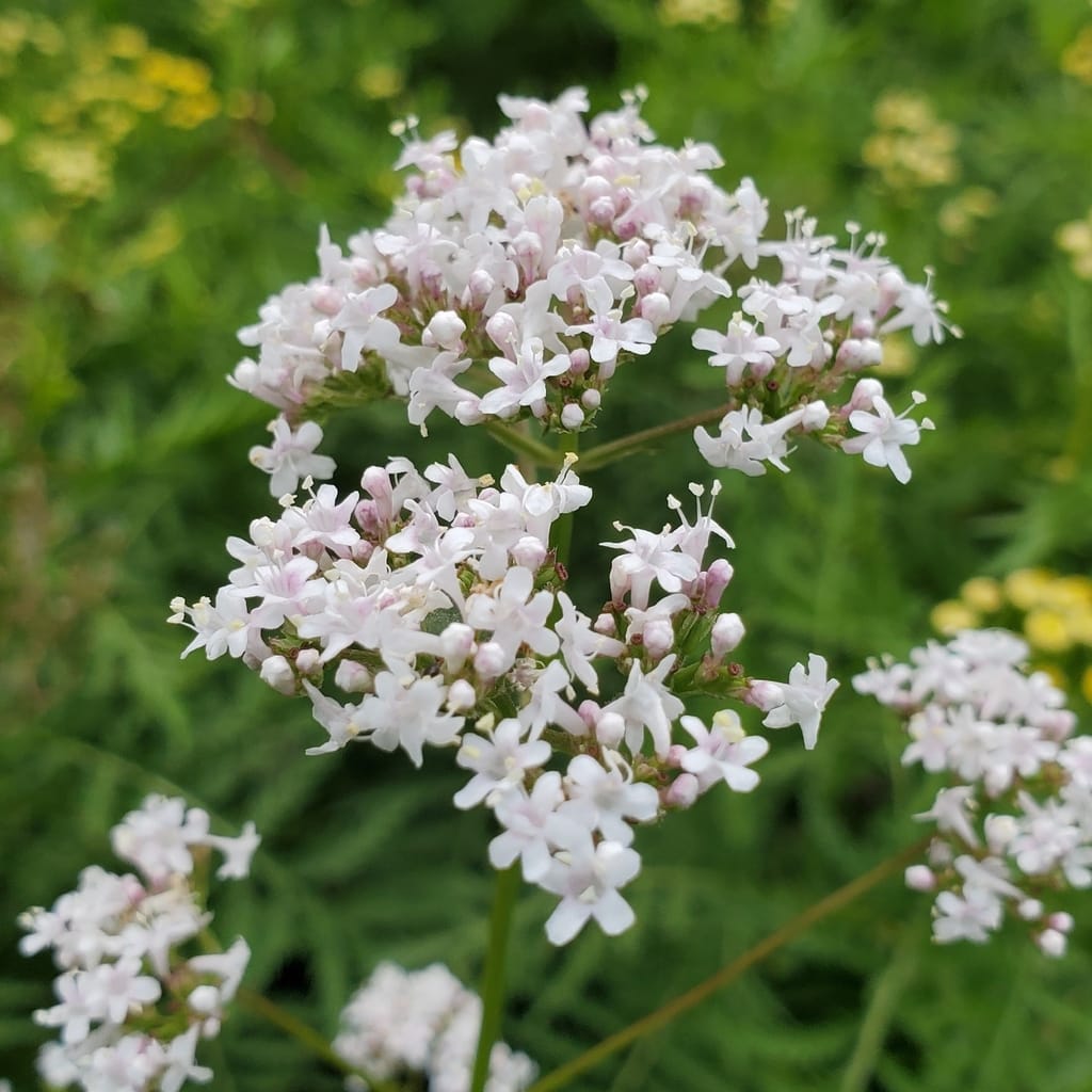 Non GMO White Valeriana seeds