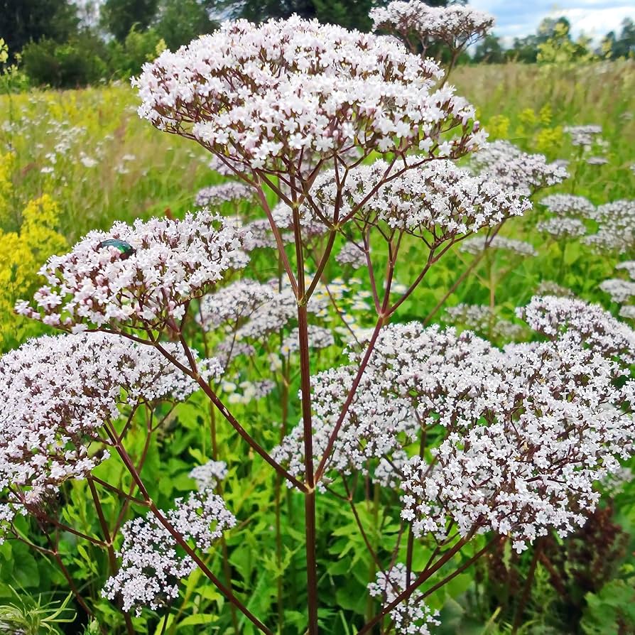 White Valeriana planting seeds for garden success
